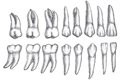 Vnitřek zubu, pod tvrdými tkáněmi je vyplněn zubní dření PULPA DENTIS, ta vybíhá do kořenů a komunikuje s přívodnými kanálky cév a nervů v čelistech.