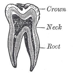 Na povrchu se nachází na korunce sklovina, na kořeni zubní cement (na krčku se obě tkáně překrývají a jsou obě oslabené). Uvnitř je řídké vazivo s cévami a nervy zmíněná dřeň.