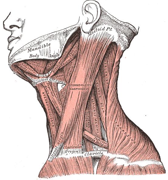 Extraglosální svaly MUSCULUS GENIGLOSSUS spojuje střed dolní čelisti