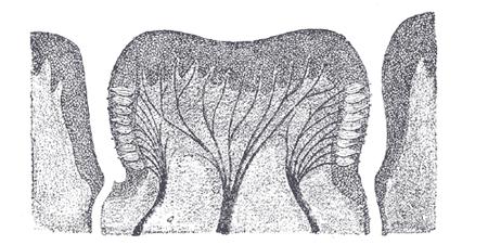 G385 Jazyk LINGUA Celkový popis Svalnatý orgán, složený z těla CORPUS