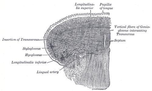 Intraglosální svaly MUSCULUS LONGITUDINALIS SUPERIOR ET INFERIOR podél jazyka, MUSCULUS TRANSVERSUS LINGUE vodorovně příčně, MUSCULUS VERTICALIS svisle.