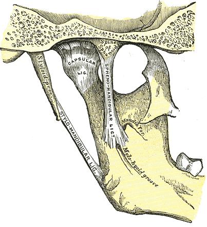 Na povrchu jsou FOSSULAE TONSILLARES Slinné žlázy GLANDULLAE SALIVARIAE Malé slinné žlázy Nacházejí se ve stěnách dutiny ústní a ve spodině jazyka.