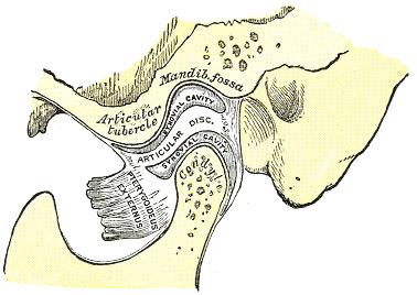 GLANDULA SUBMANDIBULARIS se nachází na vnitřní straně a mírně dole u RAMUS MANDUBULLAE, je serózně mucinózní GLANDULA SUBLINGUALIS se nachází ve spodině dutiny ústní, má několik vývodů a je mucinózně