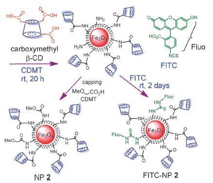 Navázání cyklodextrinů na nanočástice 15 selective binding and detection of cholesterol