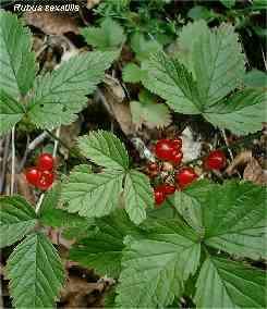 Rubus
