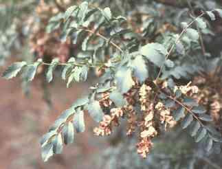 Aphanes