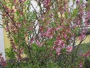 Sorbus
