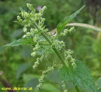 Urtica