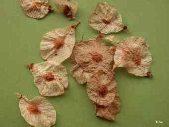 Ulmus