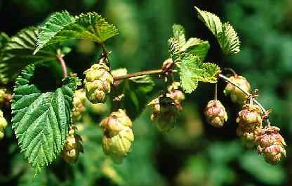 Humulus