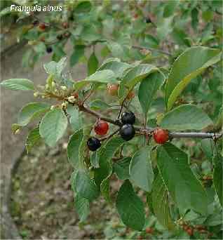 Rhamnus