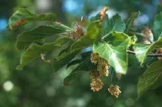 sylvatica