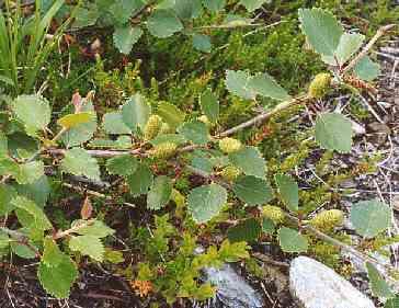 Alnus