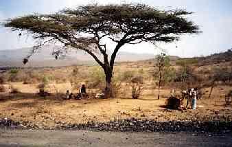 Acacia