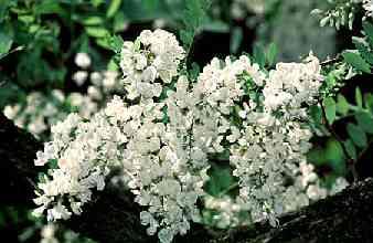 Robinia