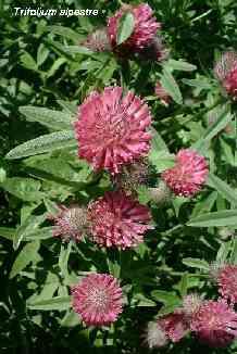 Trifolium