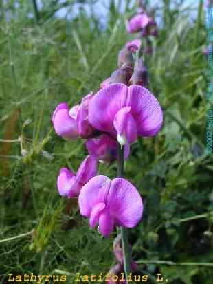 Lathyrus