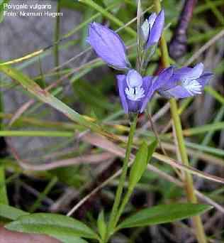 Polygala