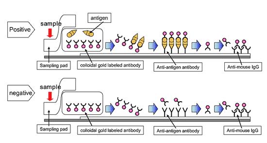 Příklad principu imunochromatografického