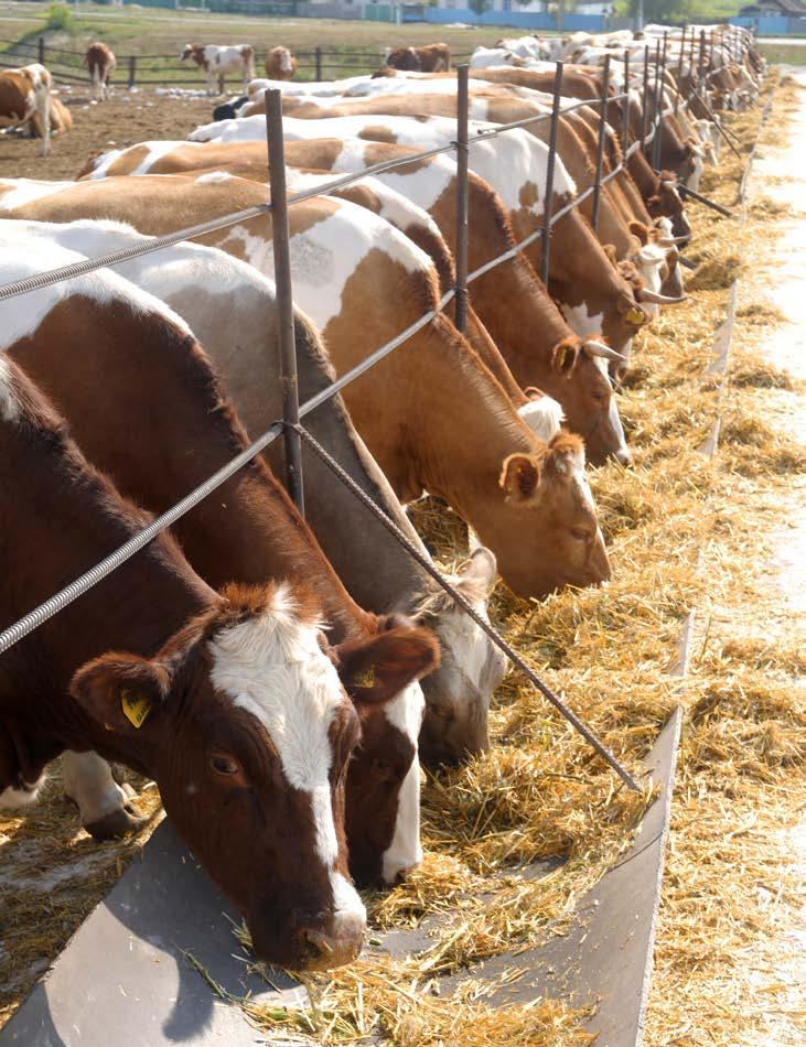 Celkem 47 vzorků krmiv (viz Graf č. 11) bylo ve spolupráci s VÚRV prověřeno na přítomnost povolených a nepovolených genetických modifikací (GM, GMO) a náležité označení krmiv, obsahujících GM složky.