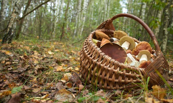 obsahy POPs ze skupiny monocyklických aromatických, polycyklických aromatických a chlorovaných uhlovodíků, reziduí pesticidů a ropných uhlovodíků.