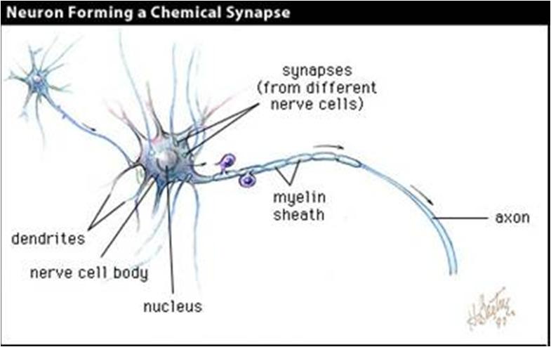 Pavel Kordík, Josef Borkovec (ČVUT FIT) Vytěžování znalostí z dat BI-VZD, 2012, Přednáška 8 6/26 Lidský neuron signál je v neuronu přijímán pomocí synapsí, na které jsou