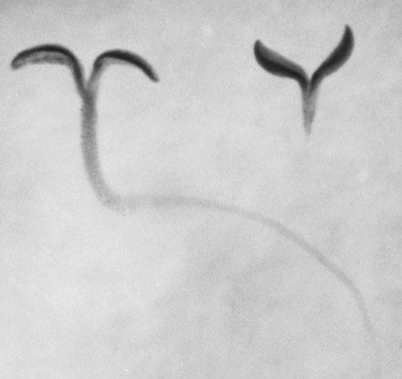 10 Geny zapojené v radiální polaritě mp Mutant monopteros (mp) nevytváří kořen; globulární embryo netvoří prokambium