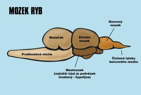 částí Přední mozek (čich, motorika) Mezimozek (hormonální a nervová) hypothalamus, hypofýza, epifýza Střední mozek (nervová integrace) Mozeček (koordinace pohybů) Prodloužená