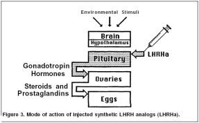 LHRH = GnRH Gonáda Progest. Gamety R.W. Rottmann et al.