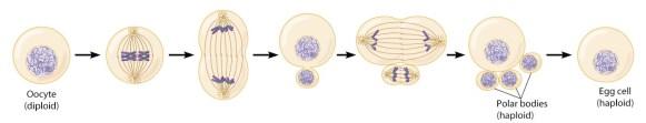 Gynogeneze Meiosis I Meiosis II