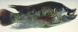 Hybridizace Celosamčí populace vznikne křížením (hybridizací) dvou druhů tilápií samec Tilapia