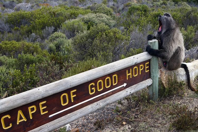 Typickým zážitkem pro návštěvníky Cape of Good Hope (mysu Dobré naděje) je obtěžování tlupami paviánů, kteří jsou schopni vlézt vám až do auta a nedobrovolně se s vámi podělit o jakékoliv potravinové