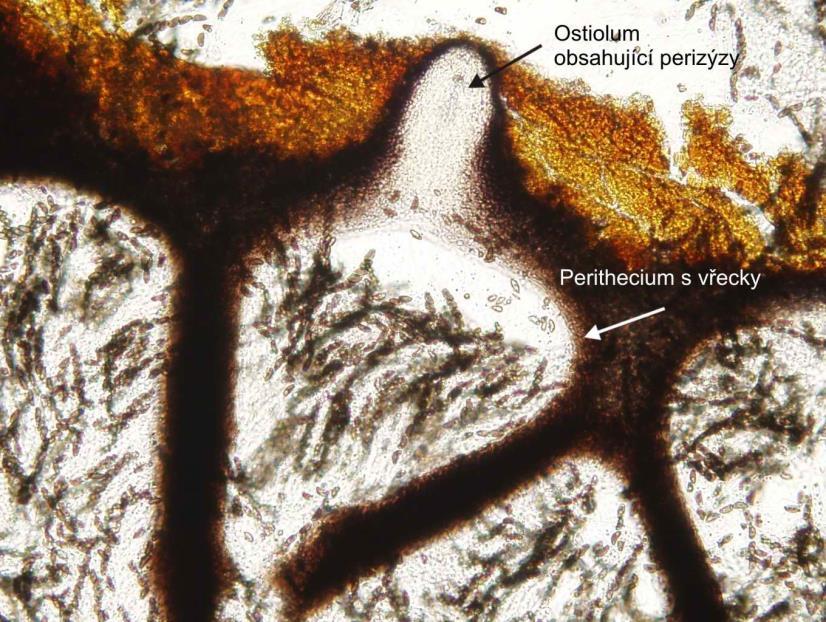 třída Sordariomycetes Xylaria polymorpha