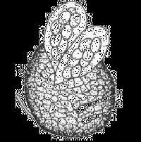 perithecium - uzavřená pl.