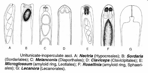 stromatické pyrenomycety - peritheciální houby znaky: utváření a amyloidita askoapikálního aparátu