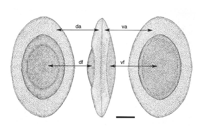 Obr. 3: Hyalinella punctata, floatoblast, měřítko = 0,1 mm; da dorzální annulus, va ventrální annulus, dorzální fenestra, vf ventrální fenestra (podle Wood a Okamura 2005, upraveno) df Plumatella