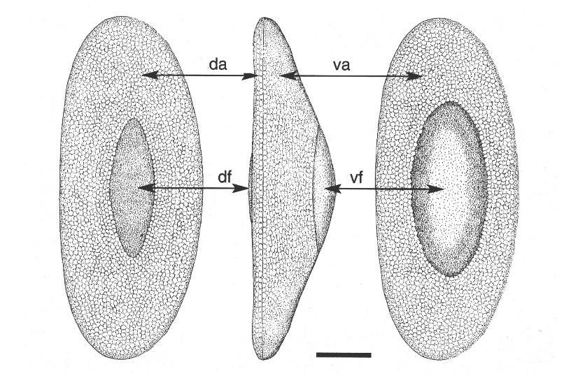 Obr. 6: Plumatella emarginata, floatoblast, měřítko = 0,1 mm; da dorzální annulus, va ventrální annulus, df dorzální fenestra, vf ventrální fenestra (podle Wood a Okamura 2005, upraveno) Plumatella