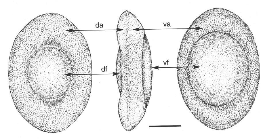 Obr. 8: Plumatella fungosa, floatoblast, měřítko = 0,1 mm; da dorzální annulus, va ventrální annulus, dorzální fenestra, vf ventrální fenestra (podle Wood a Okamura 2005, upraveno) Plumatella repens