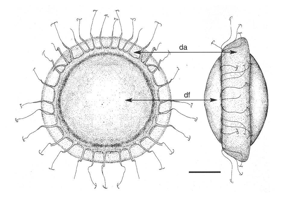 Lophodidae Kolonie jsou kulovité nebo nepravidelné, s velikostí od 3 mm do 50 mm. Tělní stěna je silná, měkká a průhledná.