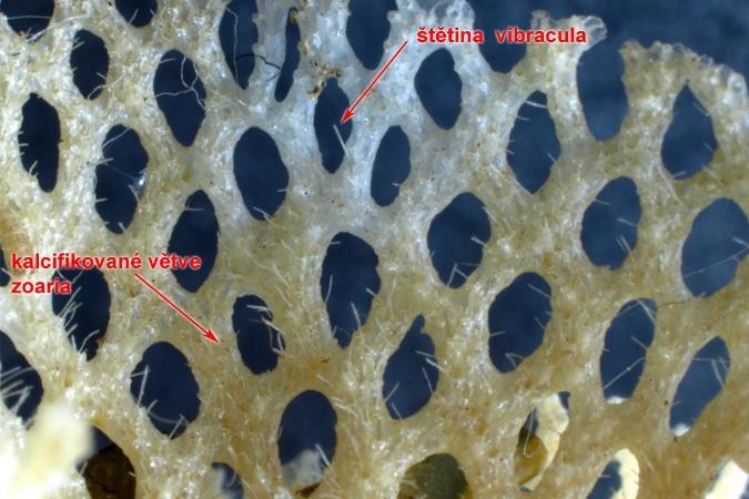 a neurčený druh cheilostomátní mechovky enkrustující povrch mlže a skaliska, recent, Severní moře, (orig.).