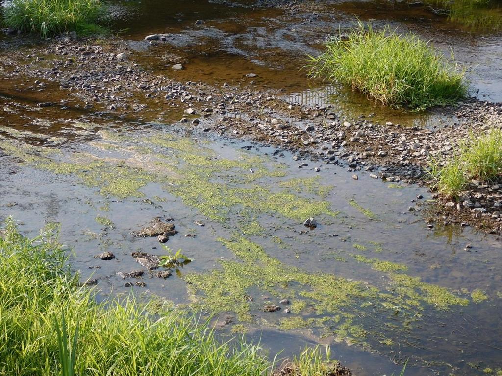 Obr. 2: Zelené vláknité řasy jsou při svém masovém rozvoji v přesvícených částech koryta řeky velkým rizikem.