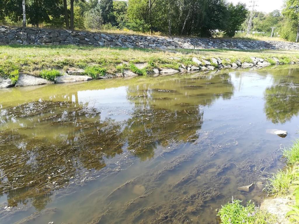 Část terénní exkurze věnovaná makrozoobentosu ve vazbě na hydromorfologii řeky Úslavy, si kladla za hlavní cíl přiblížit účastníkům rozdíly mezi přirozeným a regulovaným korytem řeky.