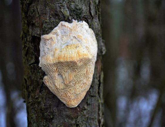 klimaticky nevhodných podmínek zaměřena na