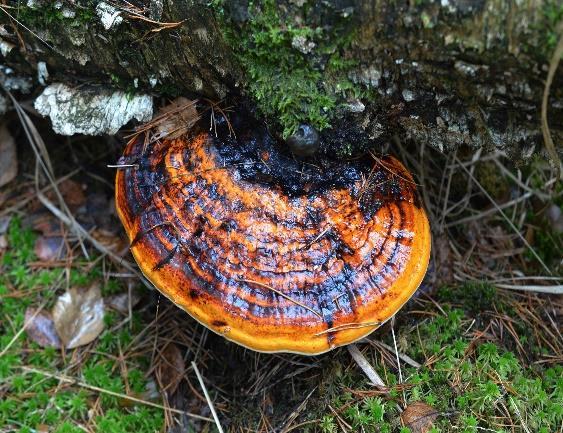 abietinum) Obrázek 2 Outkovka žlutavá