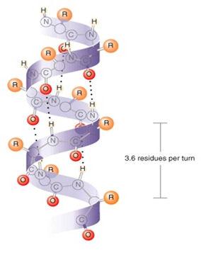 Obrázek 2.6: Alfa šroubovice. [26] Skládané listy (beta-sheet) Oproti alfa struktuře odpovídají skládané listy maximálně rozvinuté konformaci peptidové páteře.