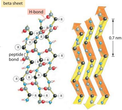 Obrázek 2.7: Beta skládaný list. [19] 2.2.3 Terciární struktura Terciární struktura proteinu je trojrozměrné uspořádání celého peptidového řetězce v prostoru.