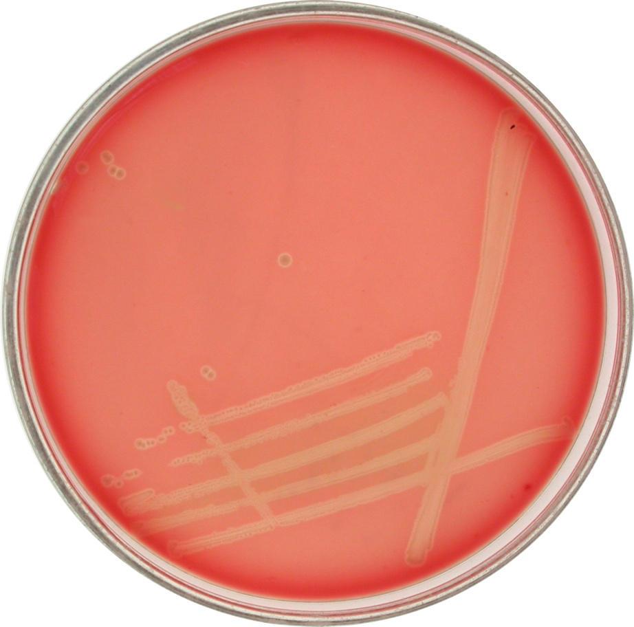 h, 37 C)  pyogenes