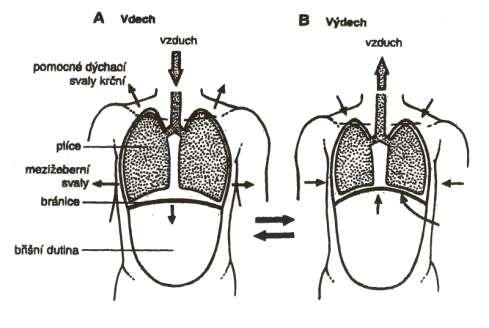 1.1.6 Mechanika dýchání K základním procesům, při kterých dochází k výměně dýchacích plynů v organismu, je dýchání neboli respirace.