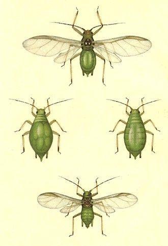 CYDV-RPV je přenášena přednostně (Rhopalosiphum padi) a nepravidelně Schizaphis graminum, Rhopalosiphum maidis a Sitobion Infekce se na rostliny přenáší jen prostřednictvím infikovaných hmyzích