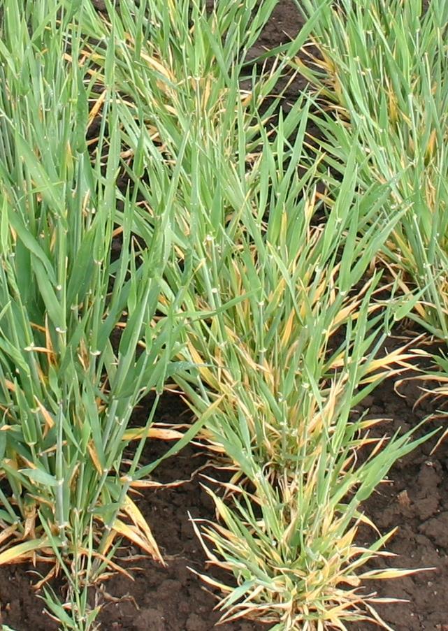 Obr. 3 Symptomy BYDV na ječmeni (vlevo) a na pšenici (vpravo) Foto: Bártová Rezistence k BYDV Hodnocení rezistence Reakce genotypů pšenice na infekci BYDV je ve VÚRV, v.v.i. hodnocena v maloparcelkových polních pokusech.